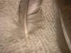 <img100*0:stuff/z/169023/Feathers%2520118/i1259866100_24.jpg>