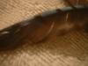 <img100*0:stuff/z/169023/Feathers%2520118/i1259866100_25.jpg>