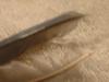 <img100*0:stuff/z/169023/Feathers%2520118/i1259866100_26.jpg>