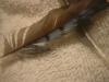 <img100*0:stuff/z/169023/Feathers%2520118/i1259866100_27.jpg>