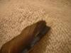 <img100*0:stuff/z/169023/Feathers%2520118/i1259866100_29.jpg>