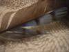 <img100*0:stuff/z/169023/Feathers%2520118/i1259866100_33.jpg>