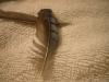 <img100*0:stuff/z/169023/Feathers%2520118/i1259866100_34.jpg>