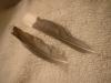 <img100*0:stuff/z/169023/Feathers%2520118/i1259866100_35.jpg>