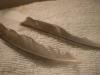 <img100*0:stuff/z/169023/Feathers%2520118/i1259866100_36.jpg>