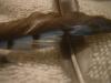 <img100*0:stuff/z/169023/Feathers%2520118/i1259866101_39.jpg>