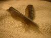 <img100*0:stuff/z/169023/Feathers%2520118/i1259866101_40.jpg>