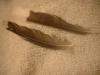 <img100*0:stuff/z/169023/Feathers%2520118/i1259866101_41.jpg>