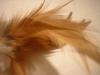 <img100*0:stuff/z/169023/Feathers%252013/i1259626765_1.jpg>