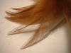 <img100*0:stuff/z/169023/Feathers%252013/i1259626765_3.jpg>