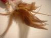 <img100*0:stuff/z/169023/Feathers%252013/i1259626765_4.jpg>