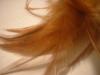 <img100*0:stuff/z/169023/Feathers%252013/i1259626765_5.jpg>