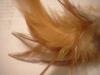 <img100*0:stuff/z/169023/Feathers%252013/i1259626765_6.jpg>