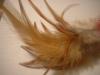 <img100*0:stuff/z/169023/Feathers%252013/i1259626766_10.jpg>