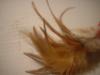 <img100*0:stuff/z/169023/Feathers%252013/i1259626766_11.jpg>