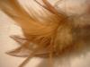 <img100*0:stuff/z/169023/Feathers%252013/i1259626766_12.jpg>