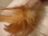 <img100*0:stuff/z/169023/Feathers%252013/i1259626766_13.jpg>