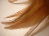 <img100*0:stuff/z/169023/Feathers%252013/i1259626766_7.jpg>