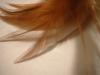 <img100*0:stuff/z/169023/Feathers%252013/i1259626766_9.jpg>