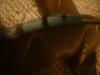 <img100*0:stuff/z/169023/Feathers%252042/i1259866229_1.jpg>