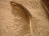 <img100*0:stuff/z/169023/Feathers%252042/i1259866229_4.jpg>