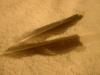<img100*0:stuff/z/169023/Feathers%252042/i1259866230_12.jpg>