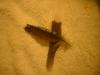 <img100*0:stuff/z/169023/Feathers%252042/i1259866230_15.jpg>