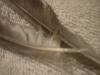 <img100*0:stuff/z/169023/Feathers%252042/i1259866230_16.jpg>