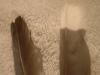 <img100*0:stuff/z/169023/Feathers%252042/i1259866230_17.jpg>
