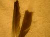 <img100*0:stuff/z/169023/Feathers%252042/i1259866230_18.jpg>