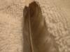 <img100*0:stuff/z/169023/Feathers%252042/i1259866230_5.jpg>