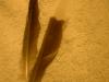 <img100*0:stuff/z/169023/Feathers%252042/i1259866230_6.jpg>