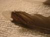 <img100*0:stuff/z/169023/Feathers%252042/i1259866230_7.jpg>