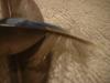 <img100*0:stuff/z/169023/Feathers%252042/i1259866230_8.jpg>