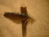 <img100*0:stuff/z/169023/Feathers%252042/i1259866230_9.jpg>