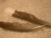 <img100*0:stuff/z/169023/Feathers%252042/i1259866231_24.jpg>
