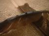<img100*0:stuff/z/169023/Feathers%252042/i1259866231_26.jpg>