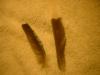 <img100*0:stuff/z/169023/Feathers%252042/i1259866231_27.jpg>
