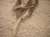 <img100*0:stuff/z/169023/Feathers%252042/i1259866231_28.jpg>