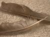 <img100*0:stuff/z/169023/Feathers%252042/i1259866231_29.jpg>