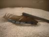 <img100*0:stuff/z/169023/Feathers%252042/i1259866231_31.jpg>