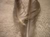 <img100*0:stuff/z/169023/Feathers%252042/i1259866231_34.jpg>