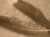 <img100*0:stuff/z/169023/Feathers%252042/i1259866231_35.jpg>
