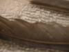 <img100*0:stuff/z/169023/Feathers%252042/i1259866231_36.jpg>