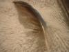 <img100*0:stuff/z/169023/Feathers%252042/i1259866231_39.jpg>