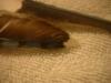 <img100*0:stuff/z/169023/Feathers%252083/i1259866255_1.jpg>