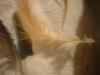 <img100*0:stuff/z/169023/Feathers%252083/i1259866255_11.jpg>