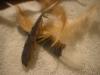 <img100*0:stuff/z/169023/Feathers%252083/i1259866255_12.jpg>