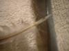 <img100*0:stuff/z/169023/Feathers%252083/i1259866255_13.jpg>