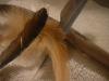 <img100*0:stuff/z/169023/Feathers%252083/i1259866255_15.jpg>